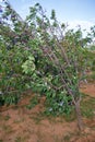 Plum tree Damson Plum Royalty Free Stock Photo